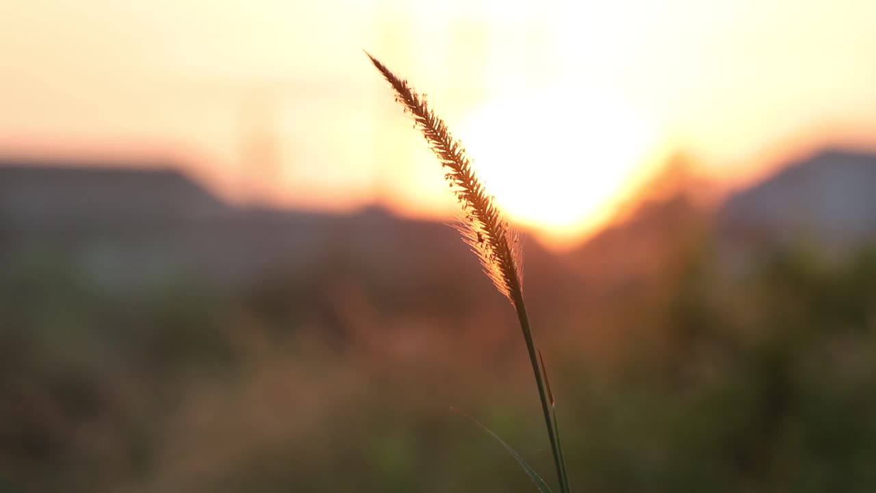 灌木丛中的野花在晨风中轻轻摇曳视频素材