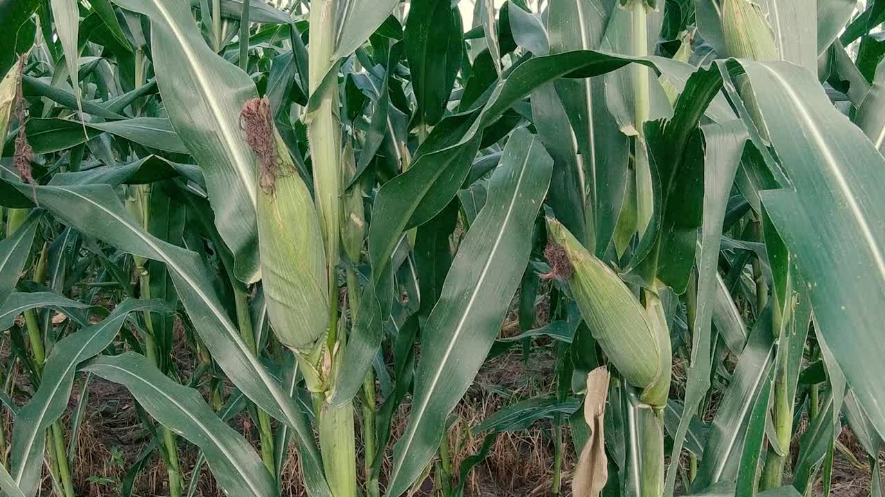 萨瓦节是一个种植玉米和水稻以满足人类生活需要的地方视频素材