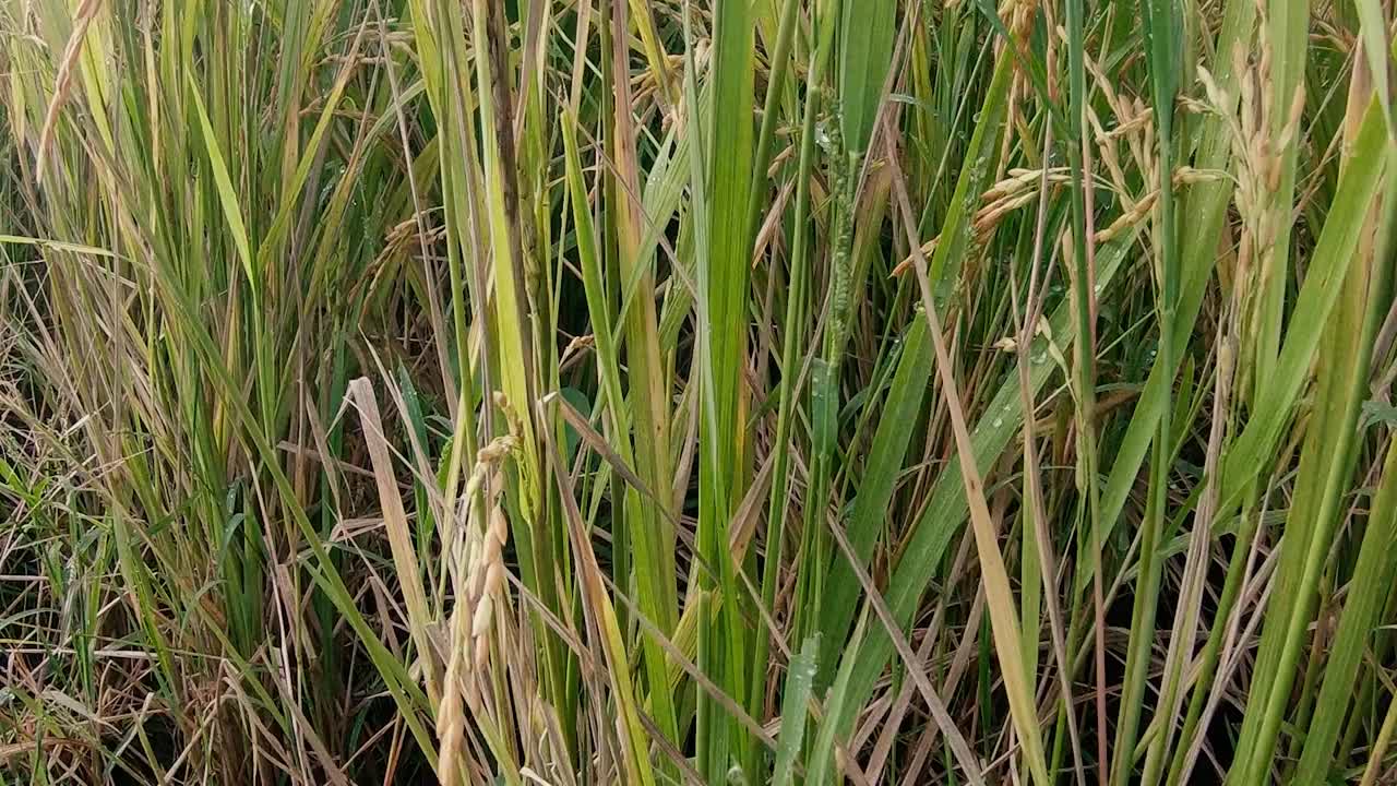 萨瓦节是一个种植玉米和水稻以满足人类生活需要的地方视频素材