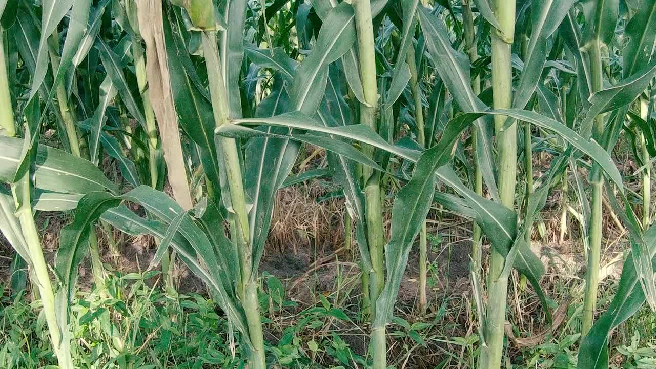 萨瓦节是一个种植玉米和水稻以满足人类生活需要的地方视频素材