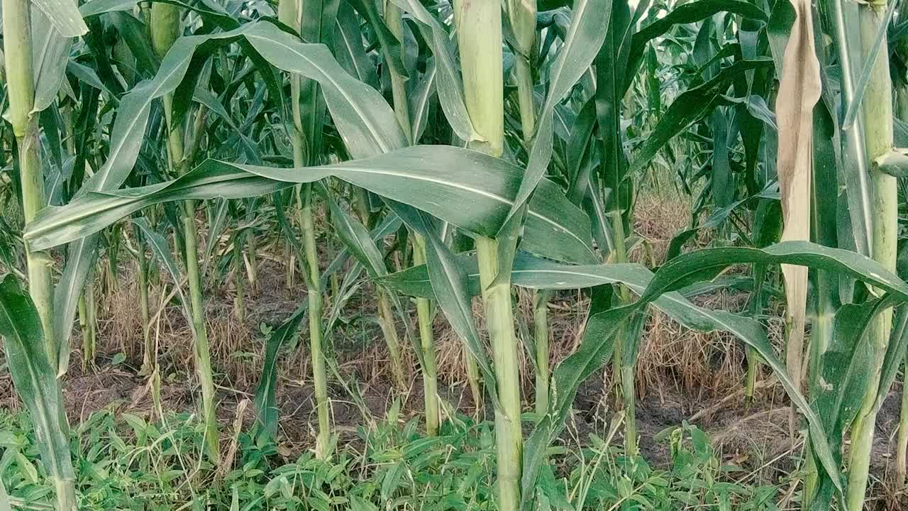 萨瓦节是一个种植玉米和水稻以满足人类生活需要的地方视频素材