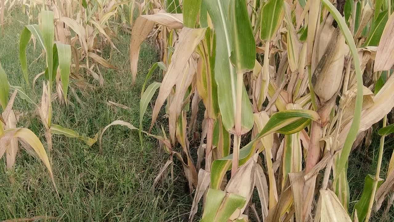 萨瓦节是一个种植玉米和水稻以满足人类生活需要的地方视频素材