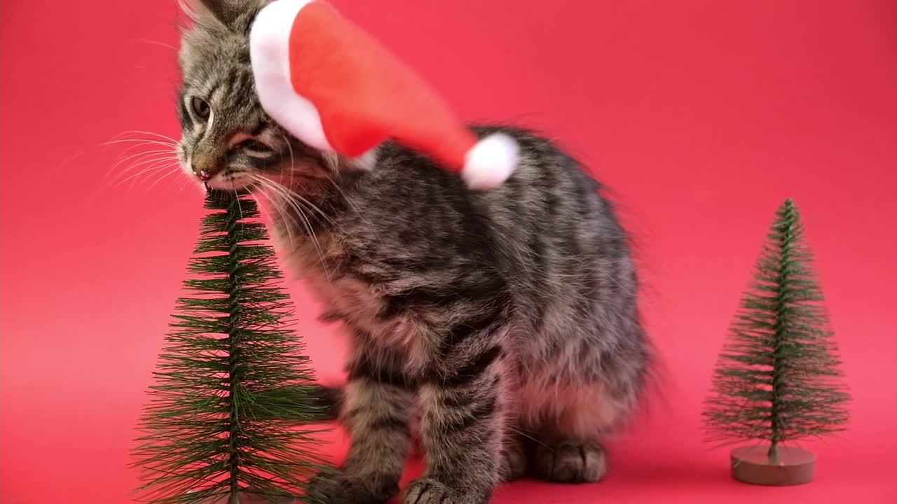 小猫在红色的圣诞老人帽子玩小圣诞树在红色的背景。小猫咀嚼迷你圣诞树。视频素材