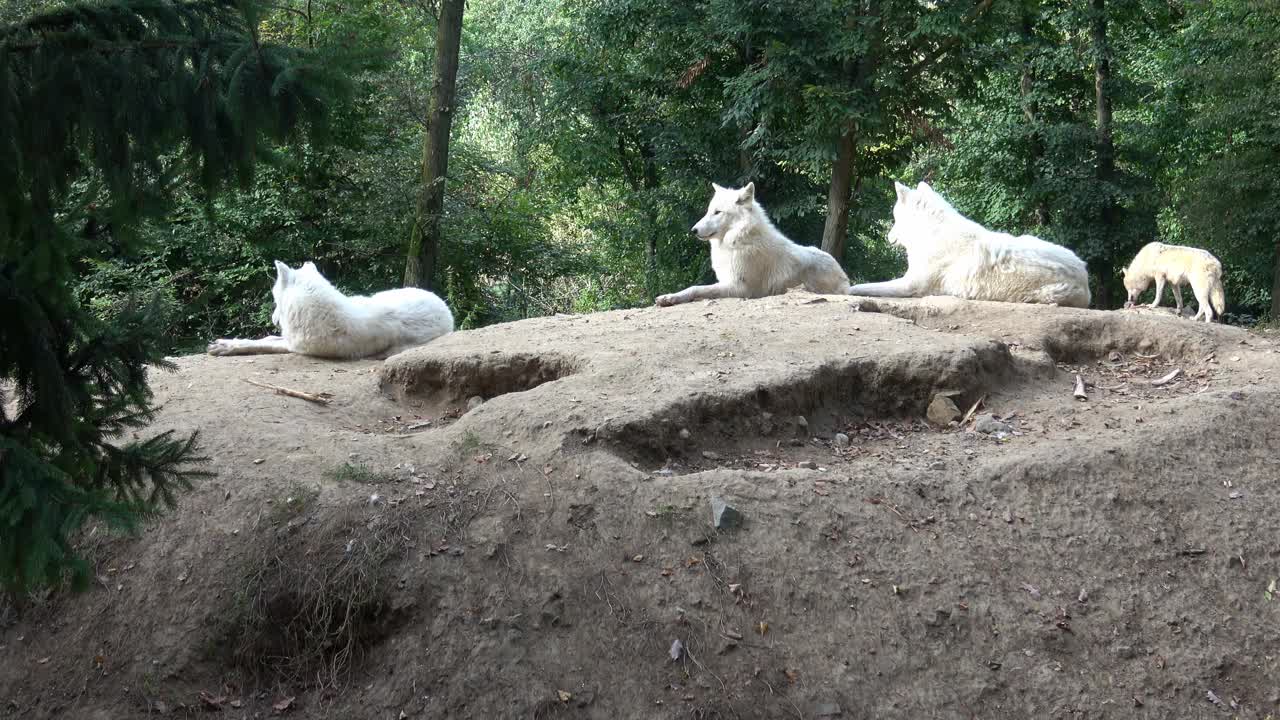 北极狼(Canis lupus arctos)，也称为白狼或极地狼视频素材