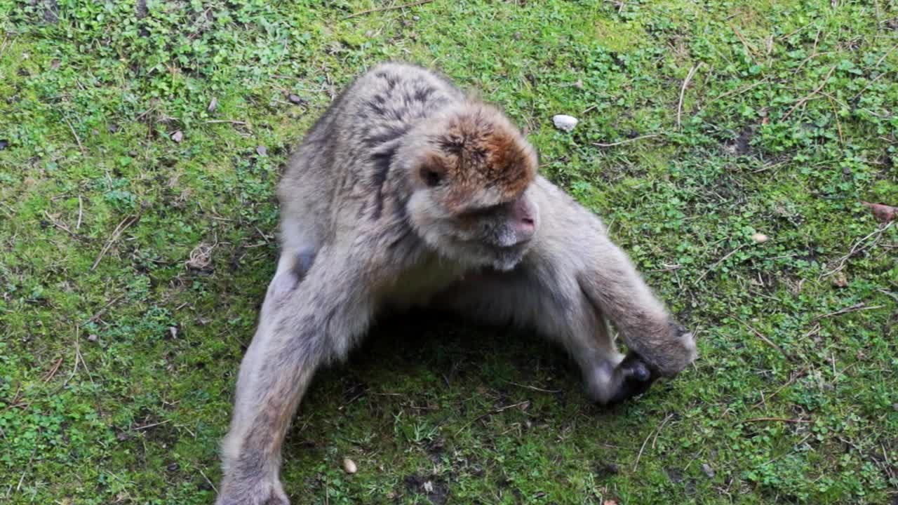 一只猴子正坐在草地上。有趣的姿势。环顾四周，胶片纹路视频素材