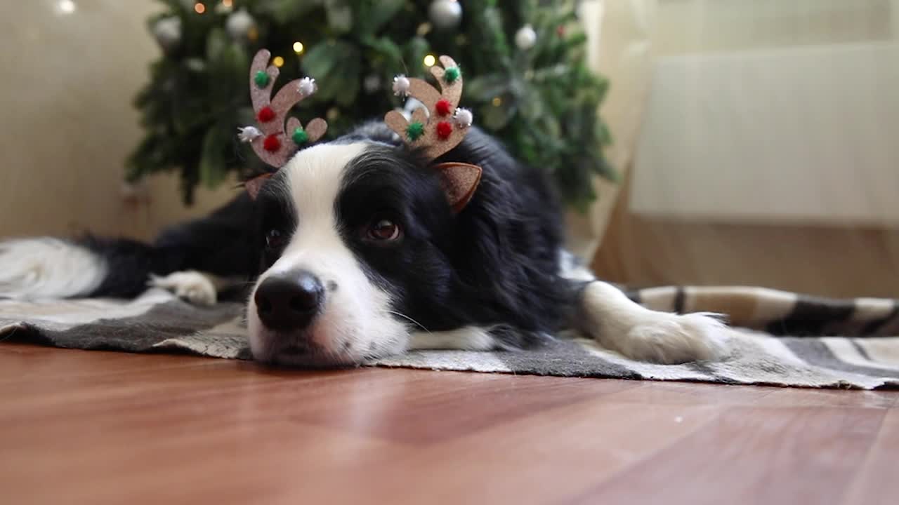 有趣的肖像可爱的小狗边境牧羊犬穿着圣诞服装鹿角帽子附近的圣诞树在室内的背景。为假期做准备。快乐圣诞理念视频素材