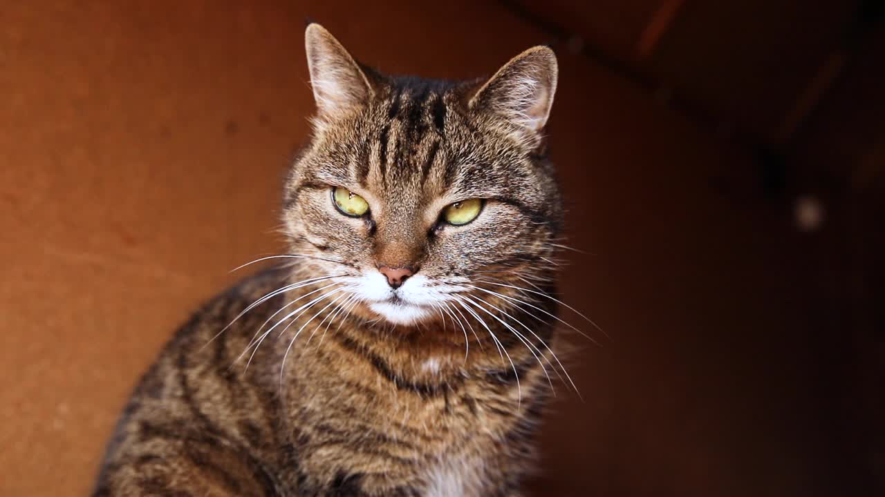 有趣的肖像傲慢的短毛国内虎斑猫摆姿势在深棕色的背景。小猫在家室内玩耍休息。宠物护理和动物生活理念视频素材