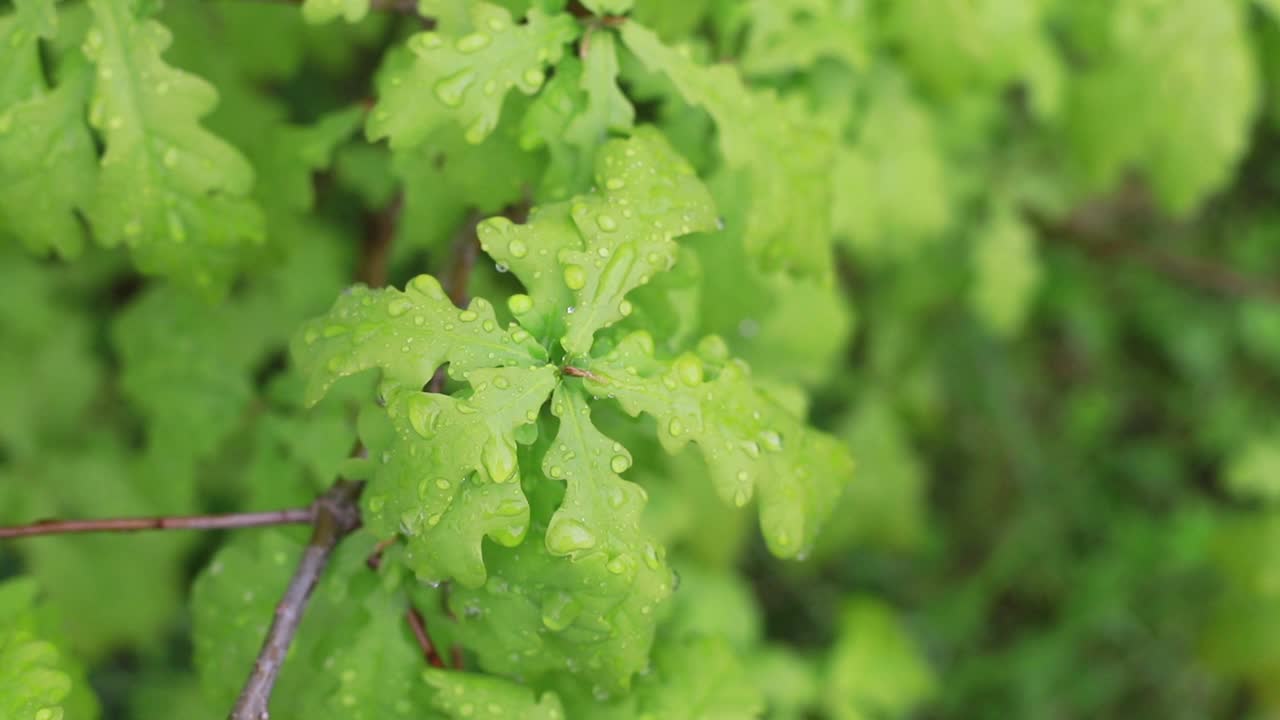 大雨滴落在树叶上。橡树叶和水珠。橡树葱翠的叶子上有水滴。多雨多风的天气视频素材