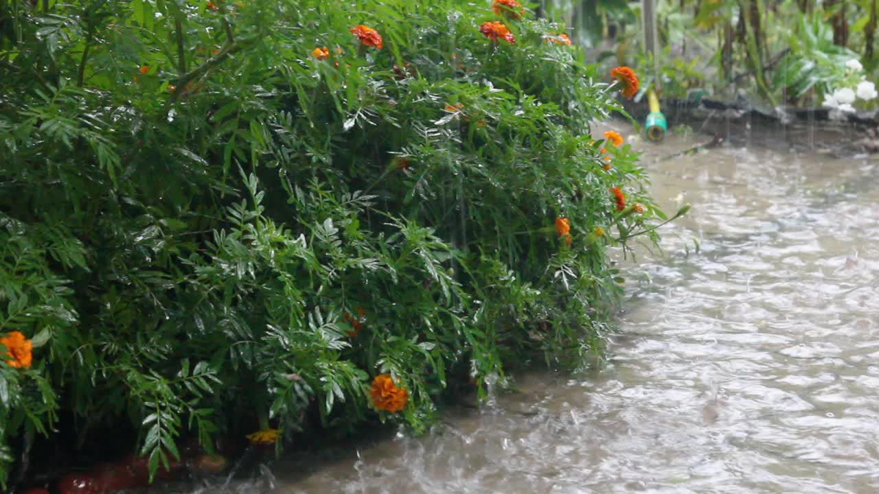 夏天的雨在花园里。在雨中的花坛上美丽的花朵。花坛附近的一个大水坑。天气事件。视频素材