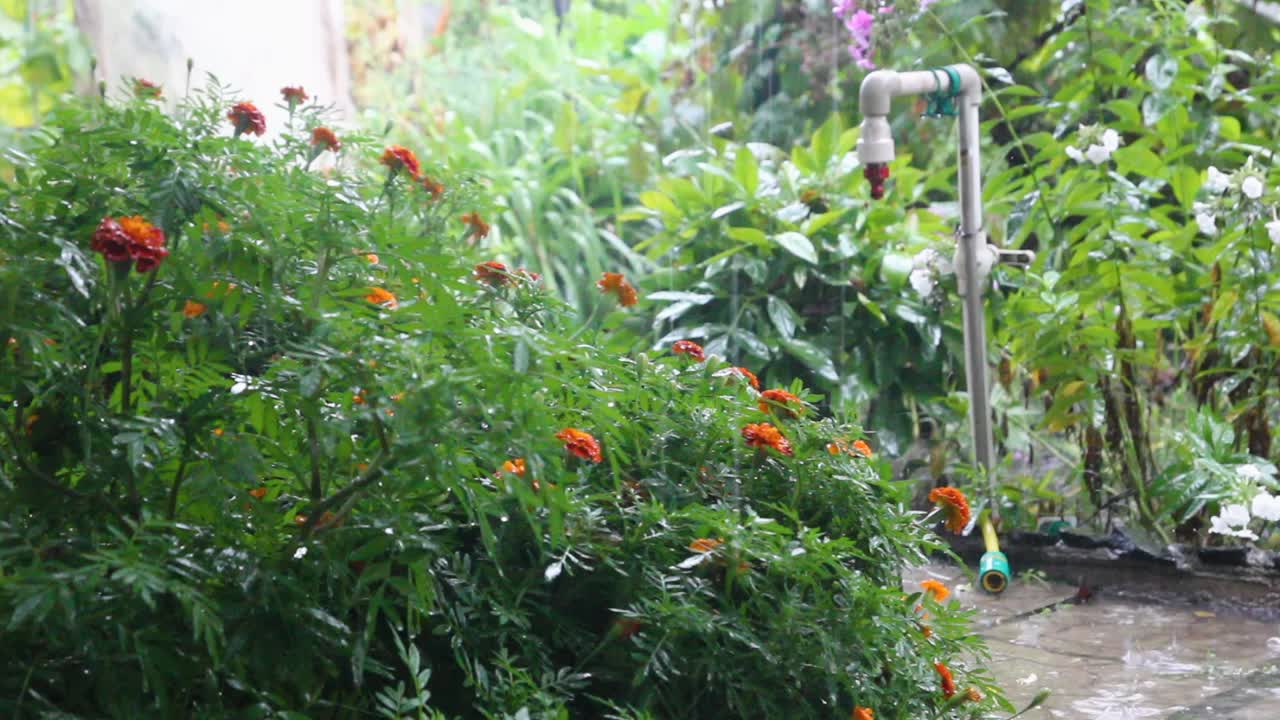 夏天的雨在花园里。在雨中的花坛上美丽的花朵。天气事件。视频素材