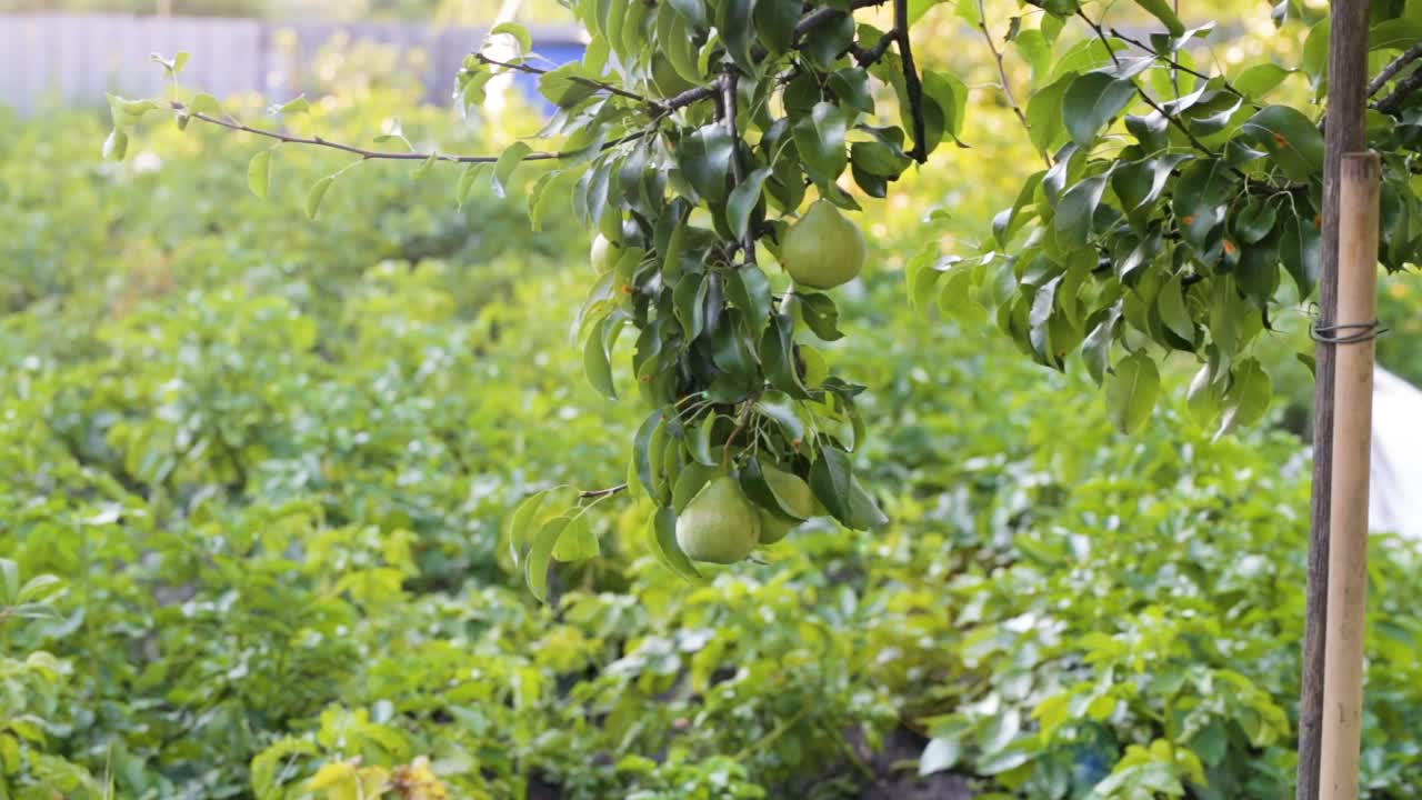 在花园的背景上有水果的梨枝。水果的栽培。园艺。视频素材