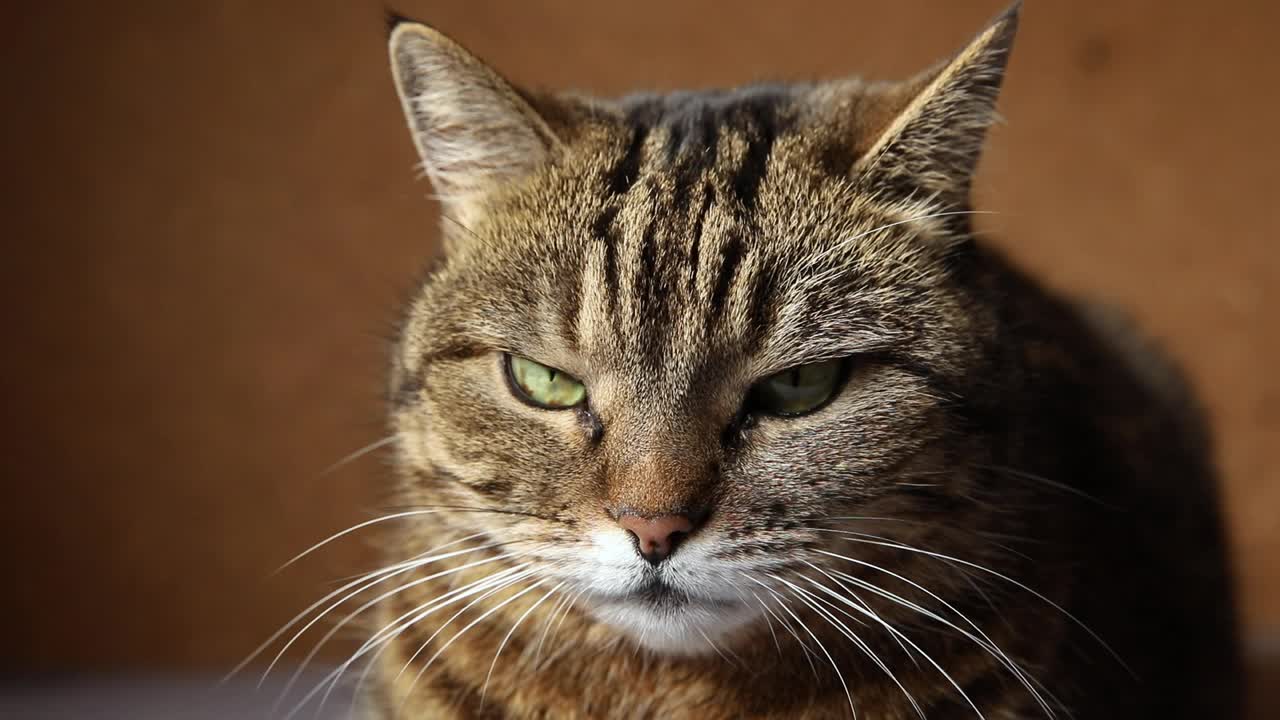 有趣的肖像傲慢的短毛国内虎斑猫摆姿势在深棕色的背景。小猫在家室内玩耍休息。宠物护理和动物生活理念视频素材