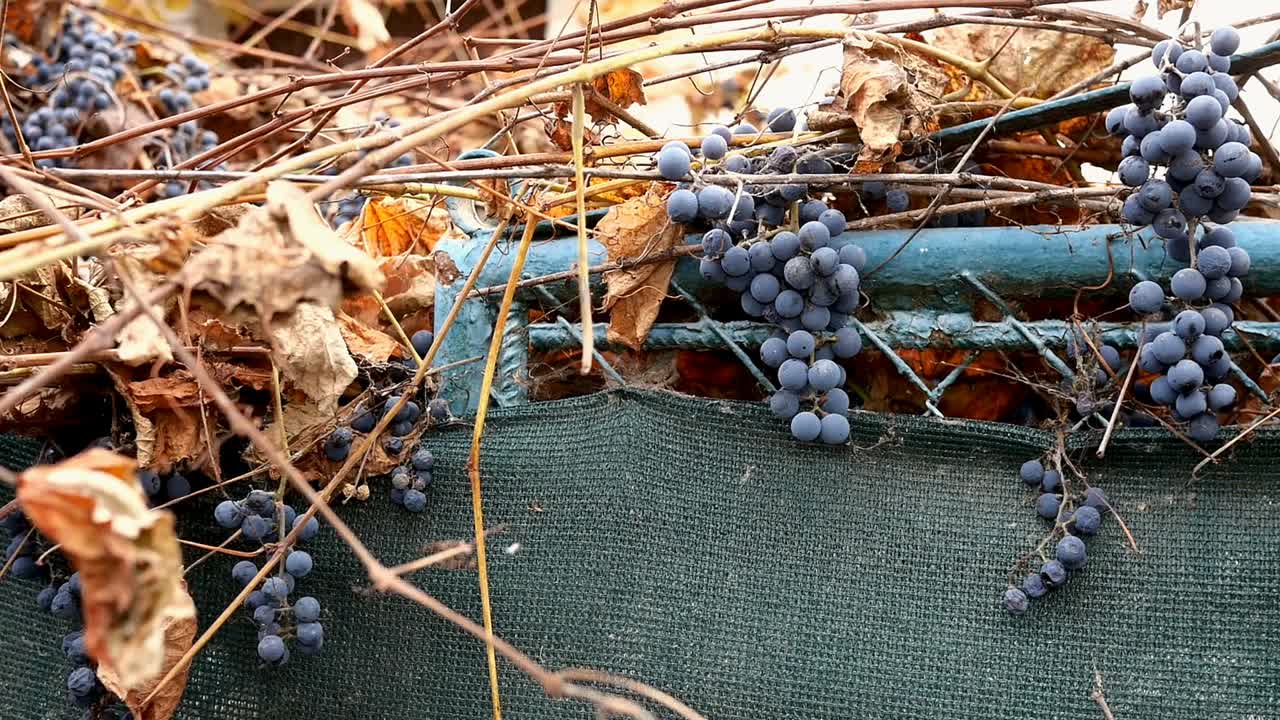 一串串的黑葡萄挂在葡萄园或后院的篱笆上，随风摇摆。秋天和收获在村庄。视频素材