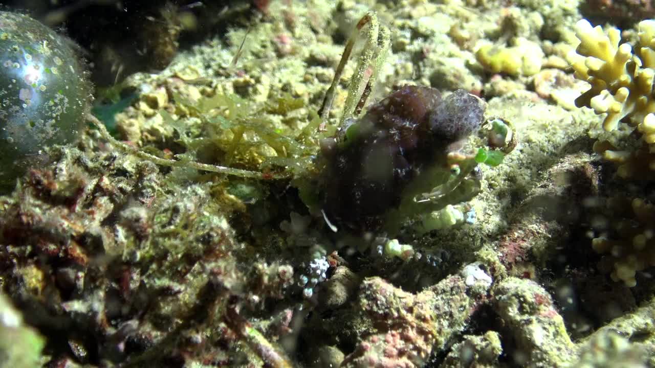 巨蟹寄居蟹关于水下野生动物的短片。视频素材