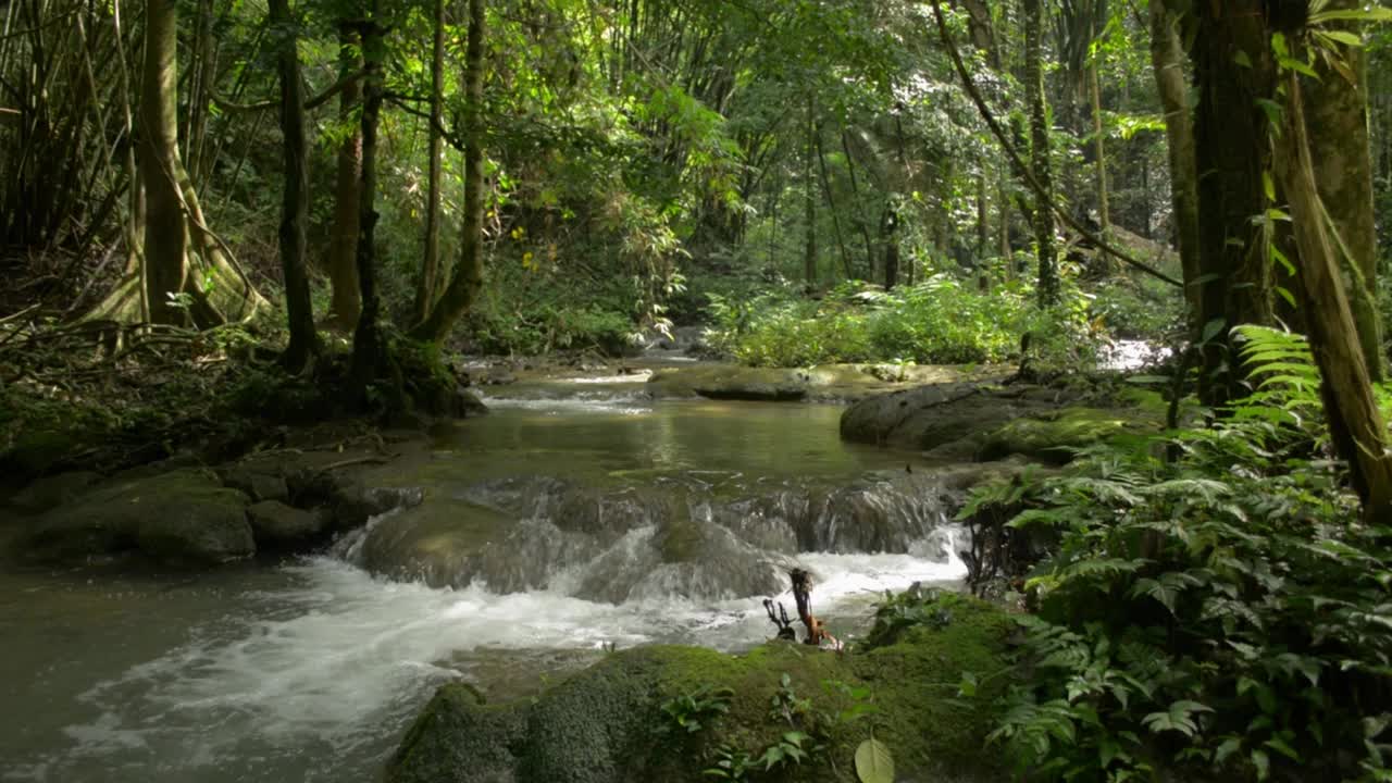 美丽的早晨风景的水流过苔藓岩石通过绿色植物在阳光下的热带雨林。丛林中的清新与宁静。视频素材