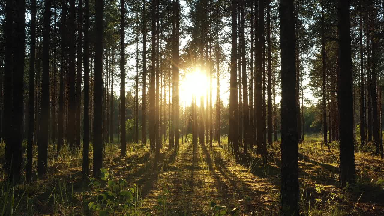 美丽的风景与日出太阳在阳光明媚的针叶林。阳光透过树林在树林里，相机慢镜头在松林里视频素材