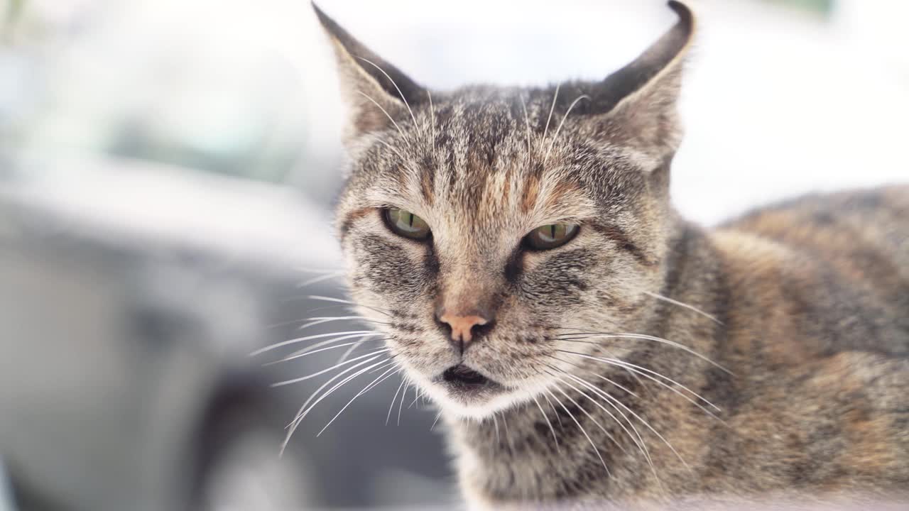 虎斑猫的肖像视频素材