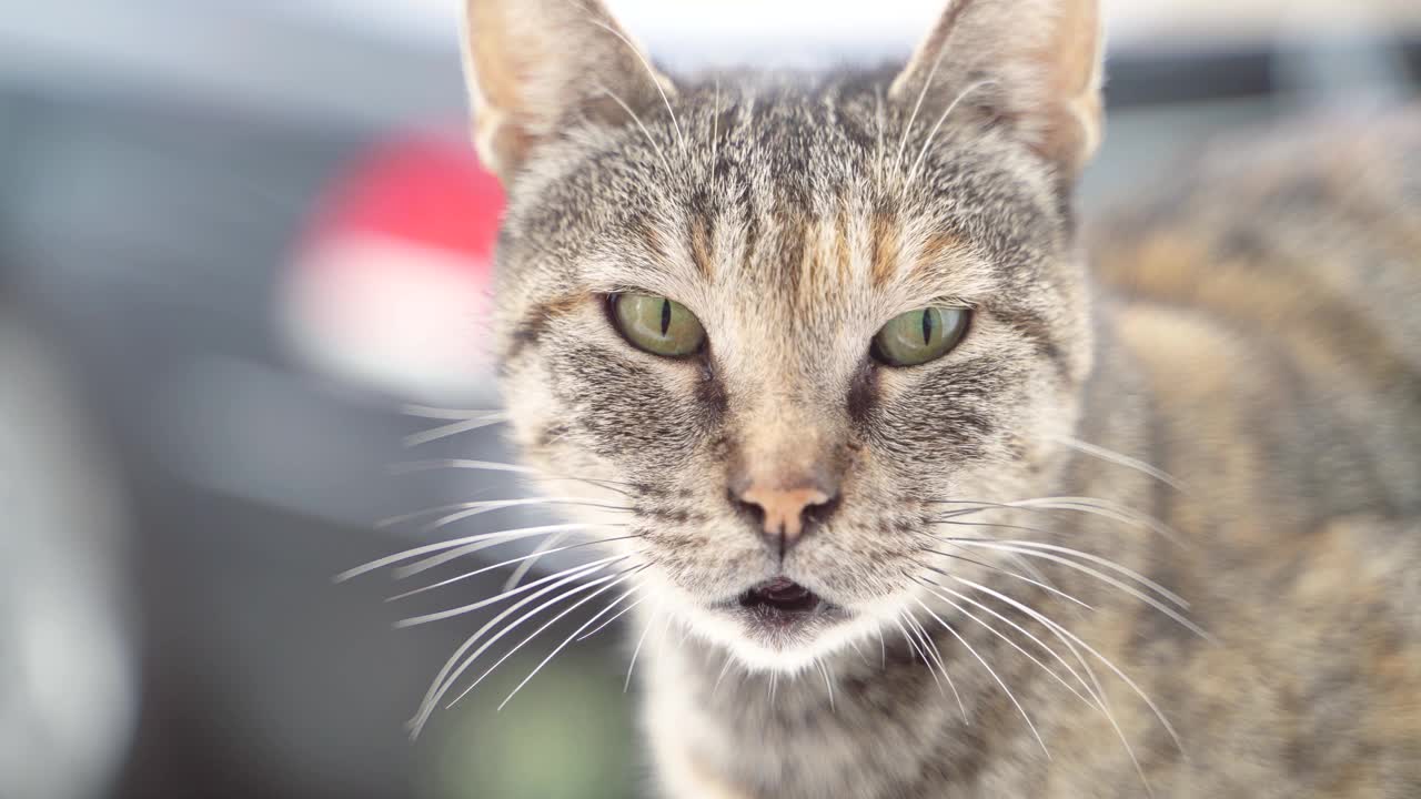 虎斑猫的肖像视频素材