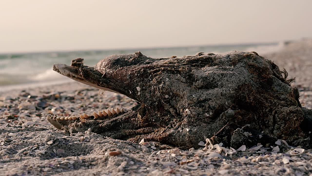 海豚。一只死海豚的骨架。黑海。视频素材