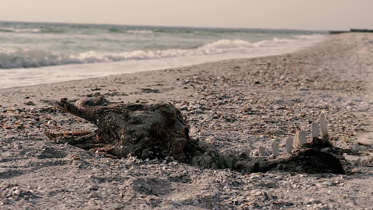 海豚。一只死海豚的骨架。黑海。视频素材