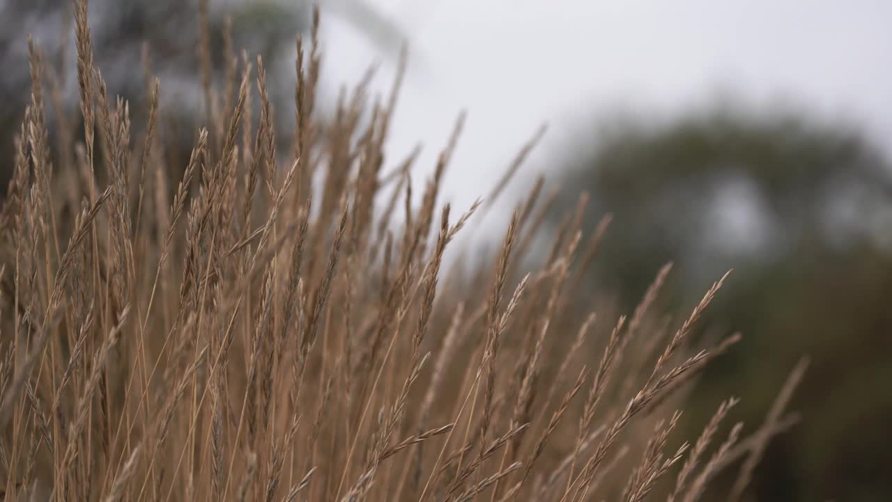 沿着远足小径，草在风中摇曳视频素材