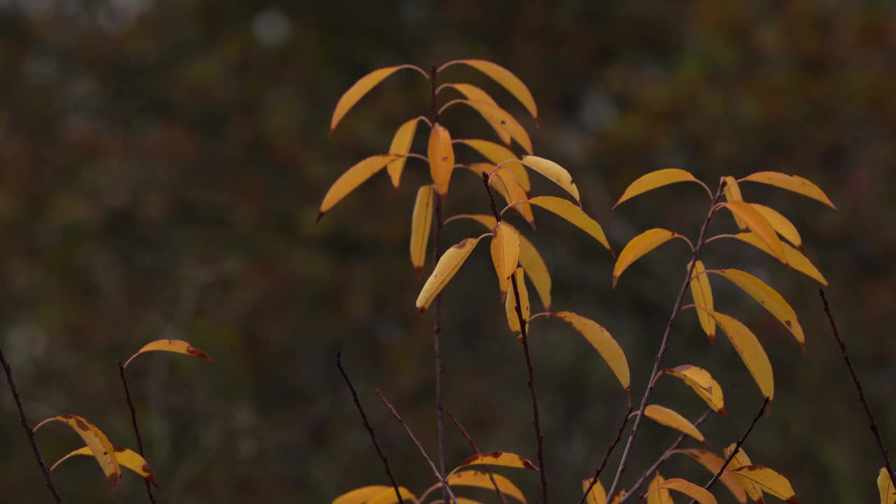 黄色的秋叶在风中摇曳视频素材