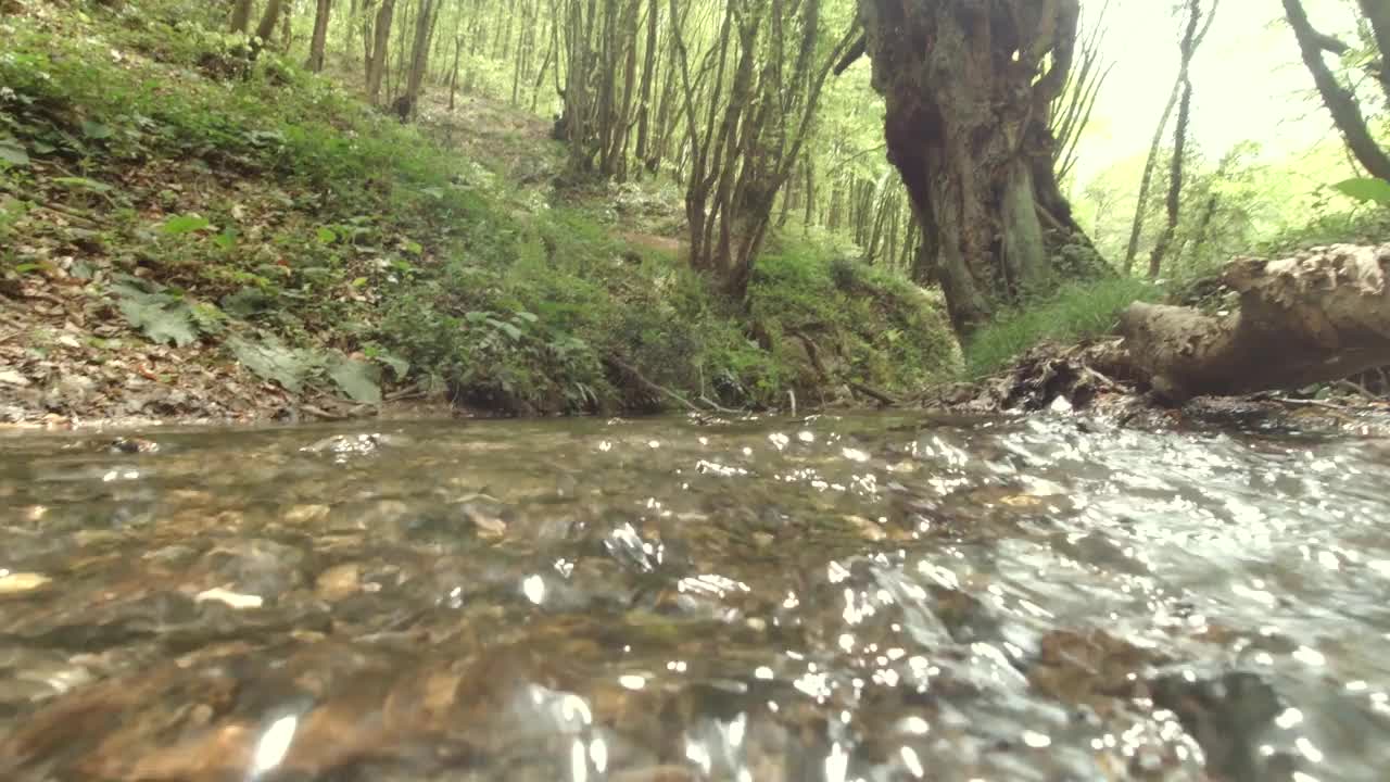 流和森林视频素材