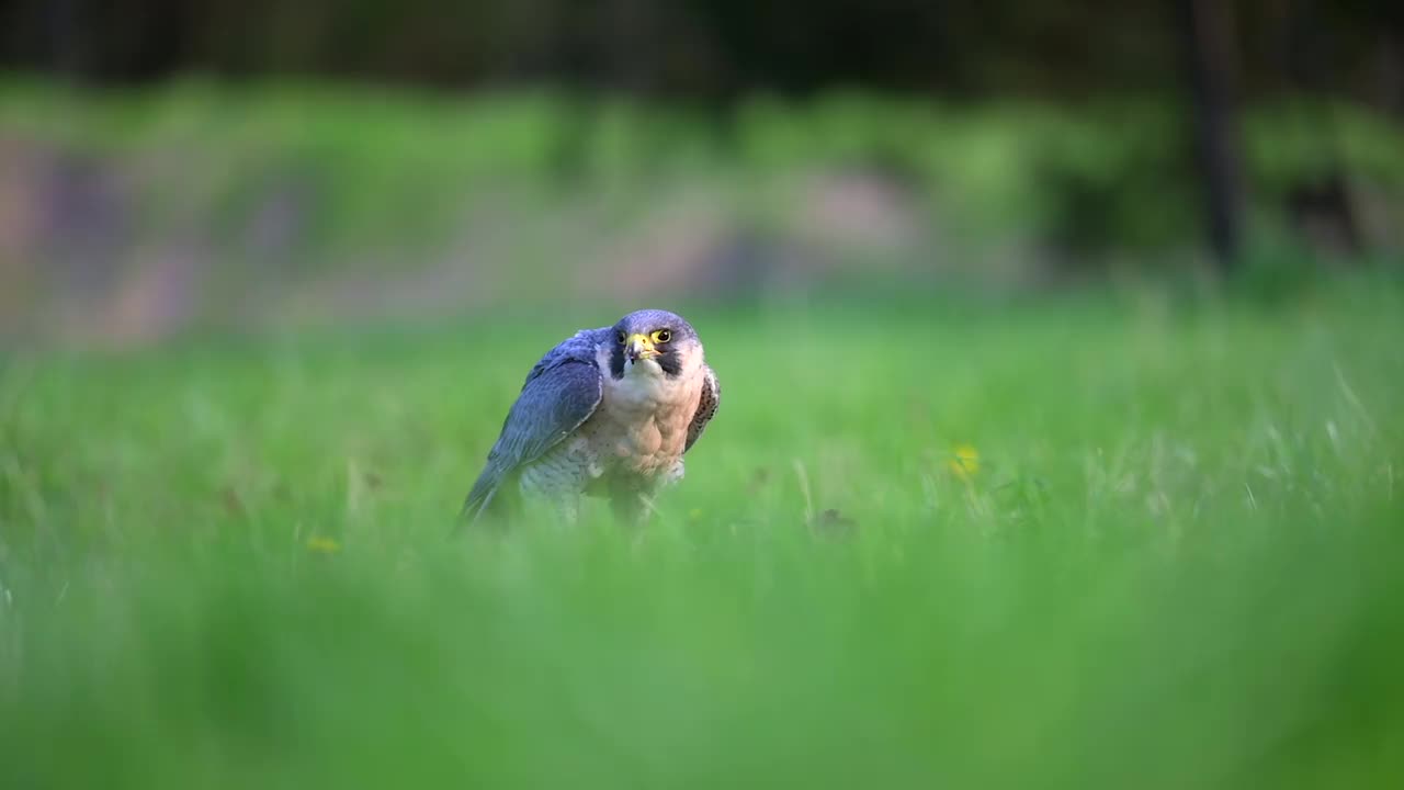 游隼(Falco peregrinus)在高高的绿色春天的草地上享受它的猎物。视频素材