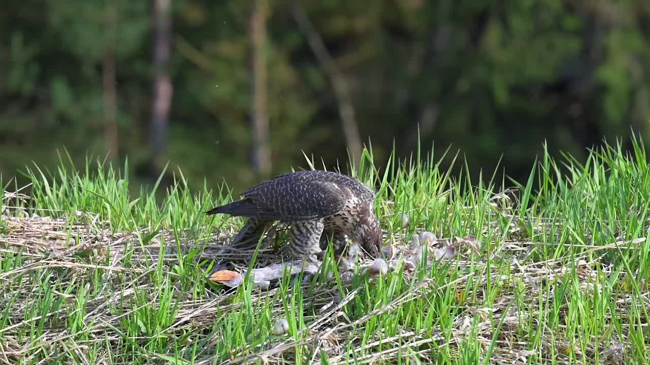 游隼(Falco peregrinus)在高高的绿色春天的草地上享受它的猎物。视频素材