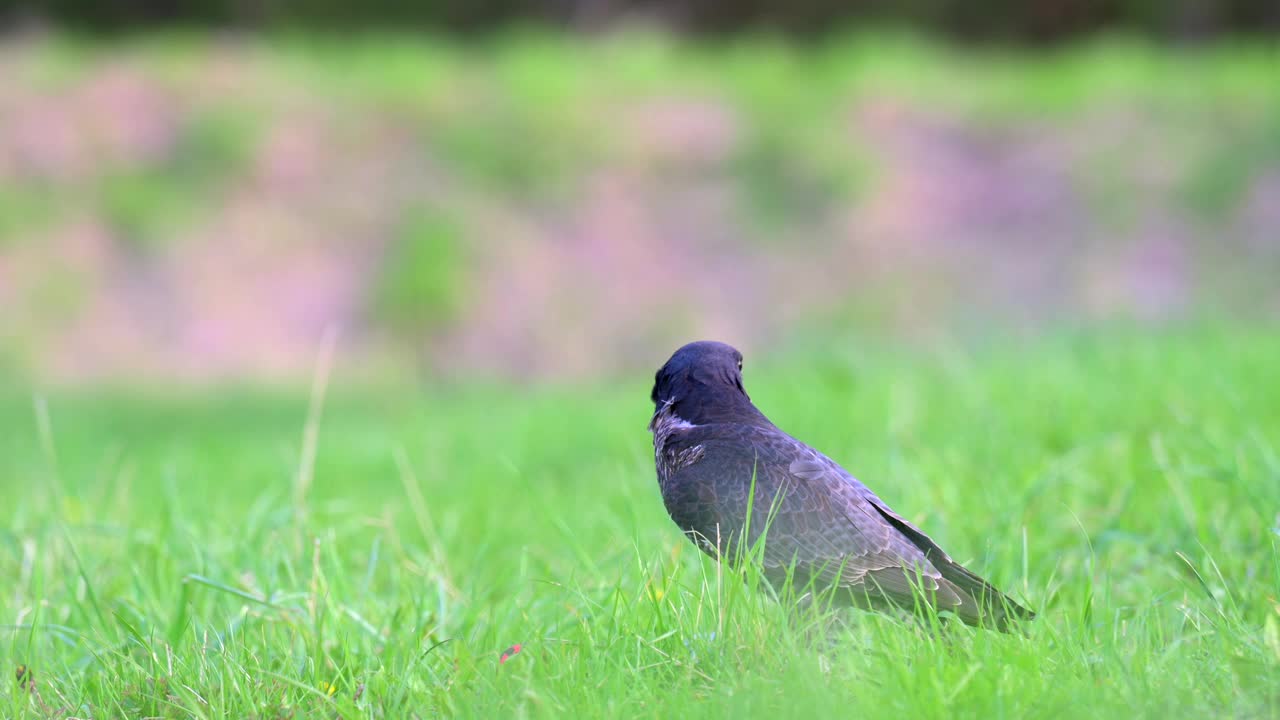 游隼(Falco peregrinus)在高高的绿色春天的草地上享受它的猎物。视频素材