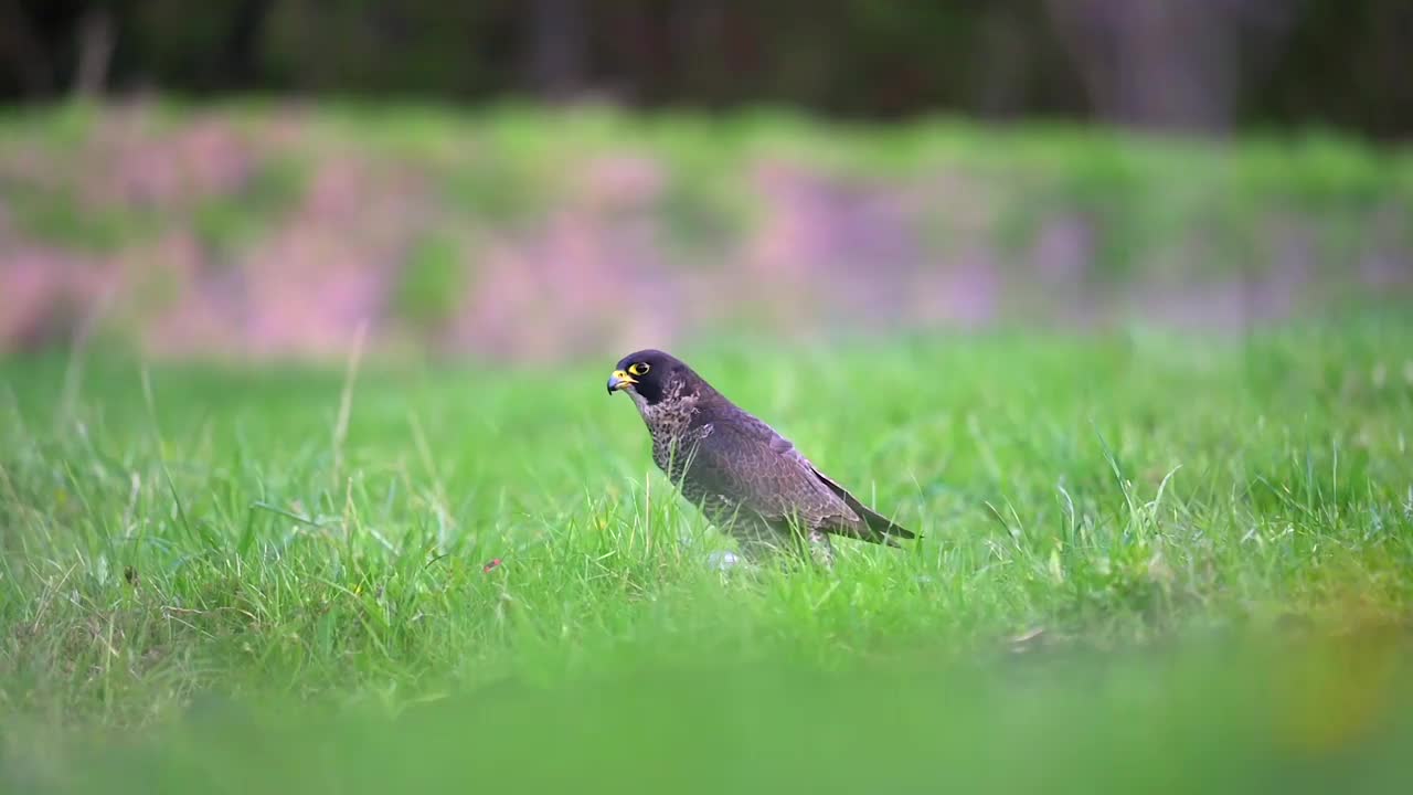 游隼(Falco peregrinus)在高高的绿色春天的草地上享受它的猎物。视频素材