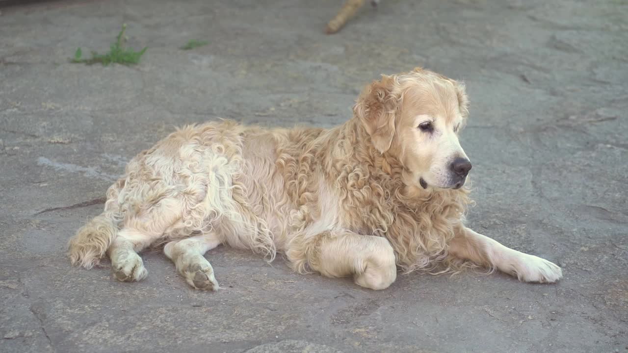 这是一只拉布拉多寻回犬躺在柏油路上摇着尾巴享受生活的慢镜头。受欢迎的狗品种在暑假视频素材