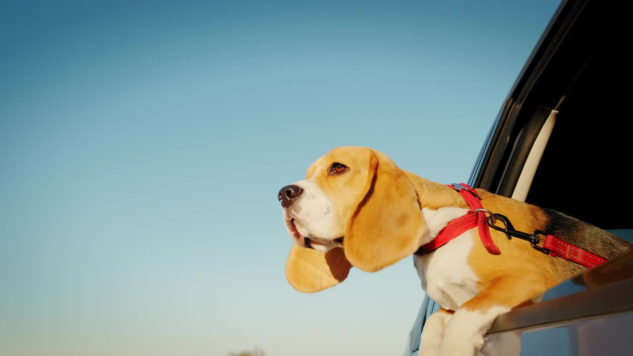 一只好奇的小猎犬向车窗外张望，车窗穿过一个小镇。慢动作镜头视频素材