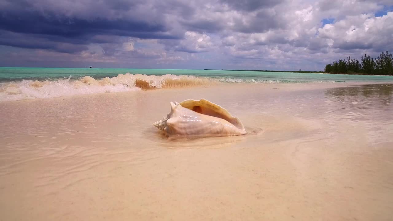 美丽的贝壳在海岸的沙滩上冲浪。海景。视频素材