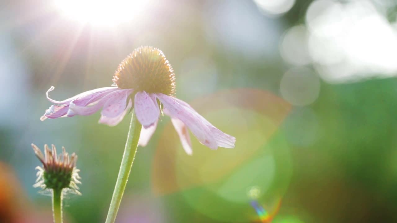 紫锥菊的花和芽在夕阳下模糊的黄昏花园的背景上靠近。模糊背景上的锥花。抽象的自然背景。视频素材