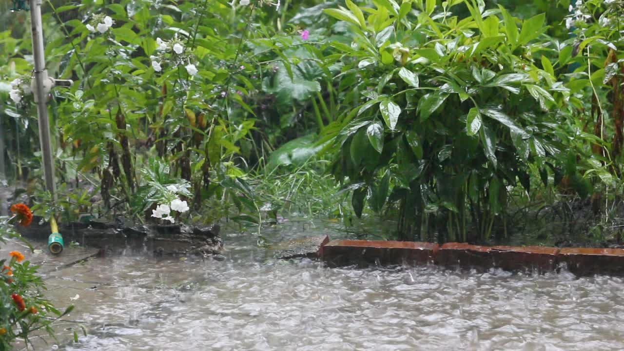 夏天的雨在花园里。在雨中的花坛上美丽的花朵。天气事件。视频素材