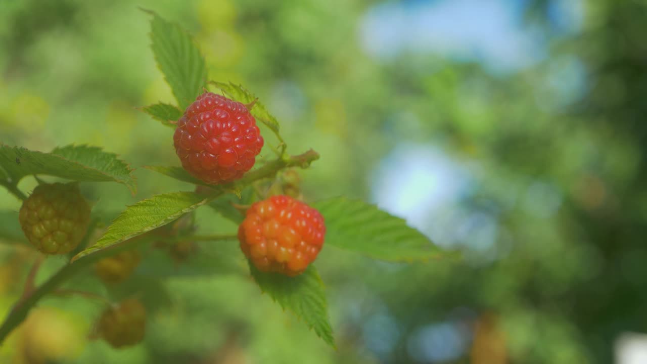 新鲜多汁的成熟覆盆子视频素材