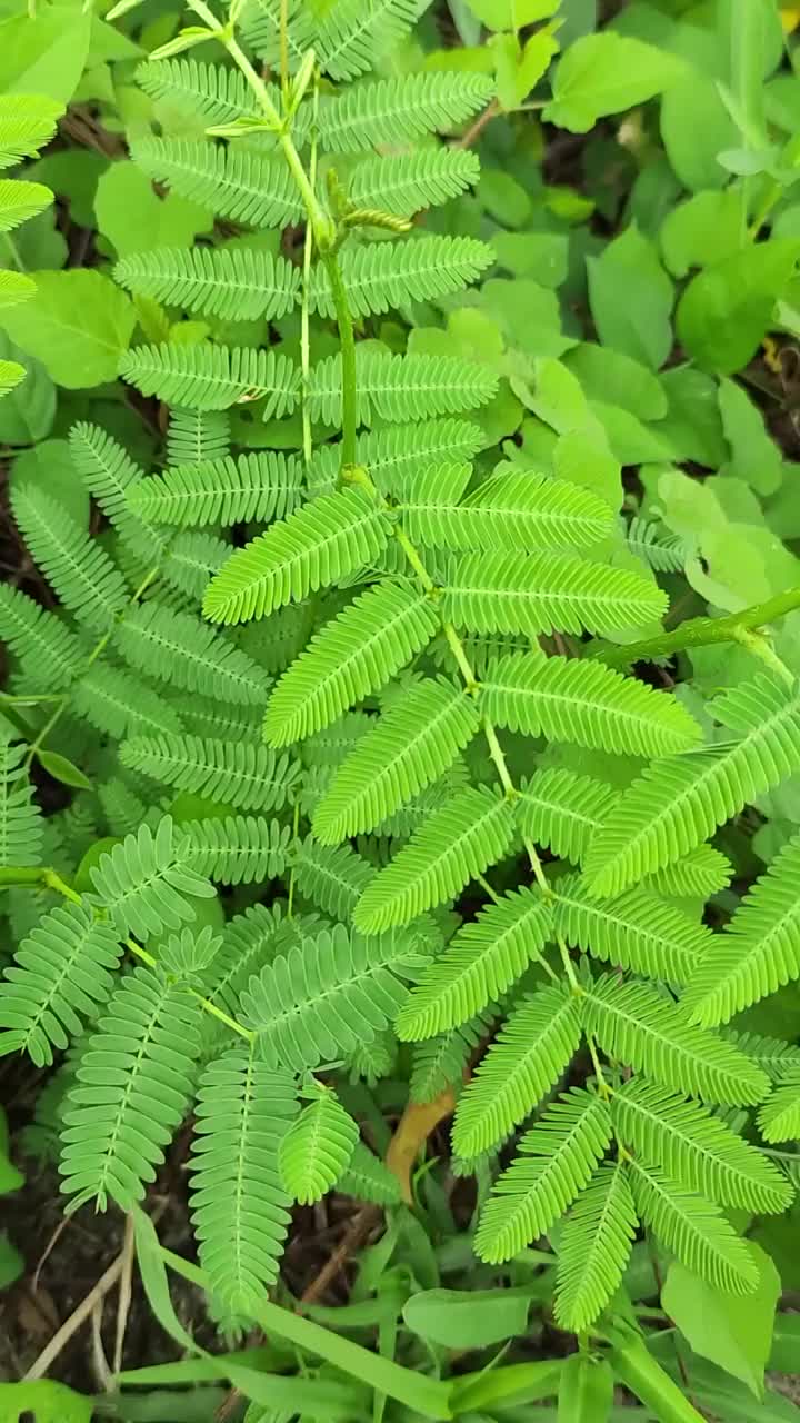 敏感植物的垂直视频特写。视频素材