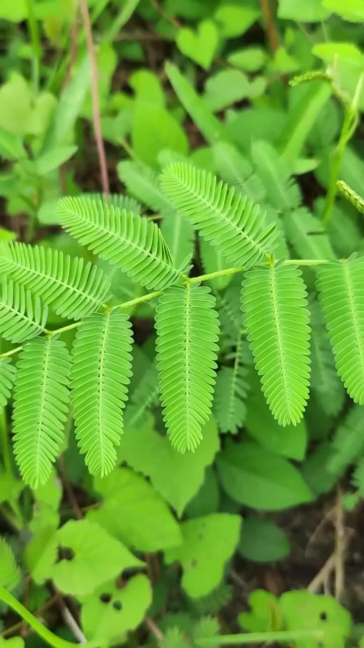 敏感植物垂直拍摄。视频素材