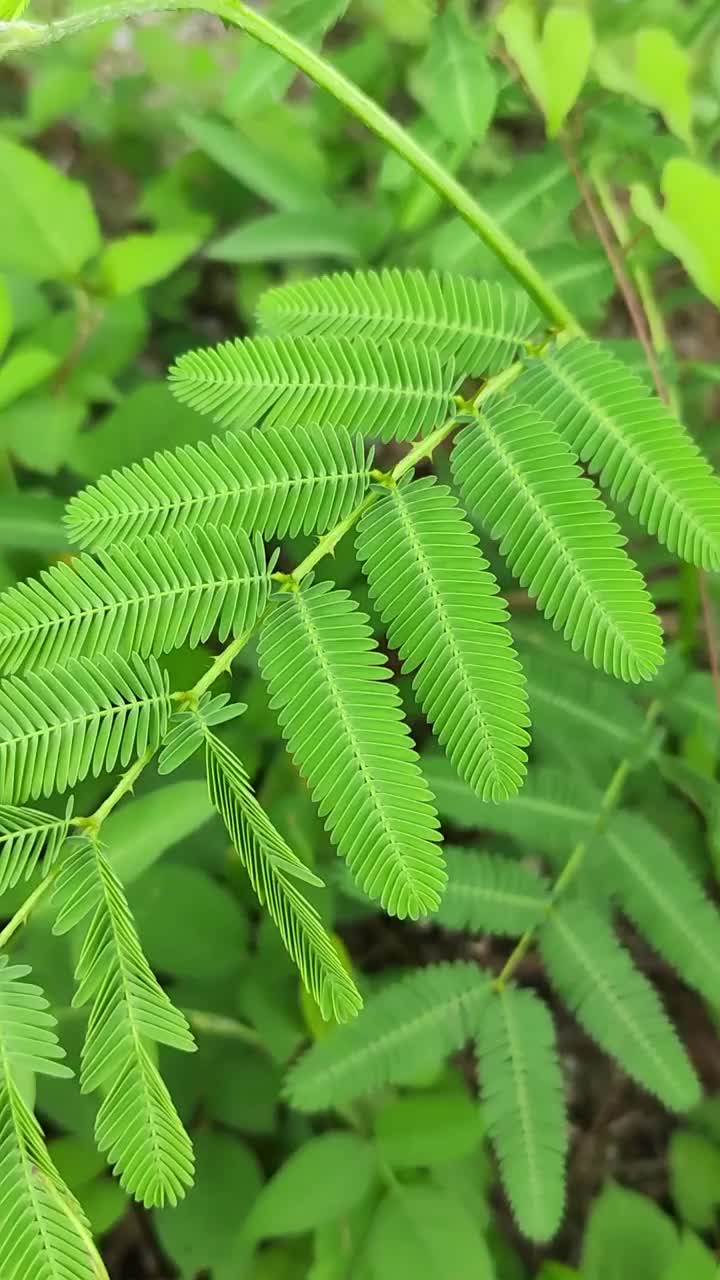 敏感植物垂直拍摄。视频素材