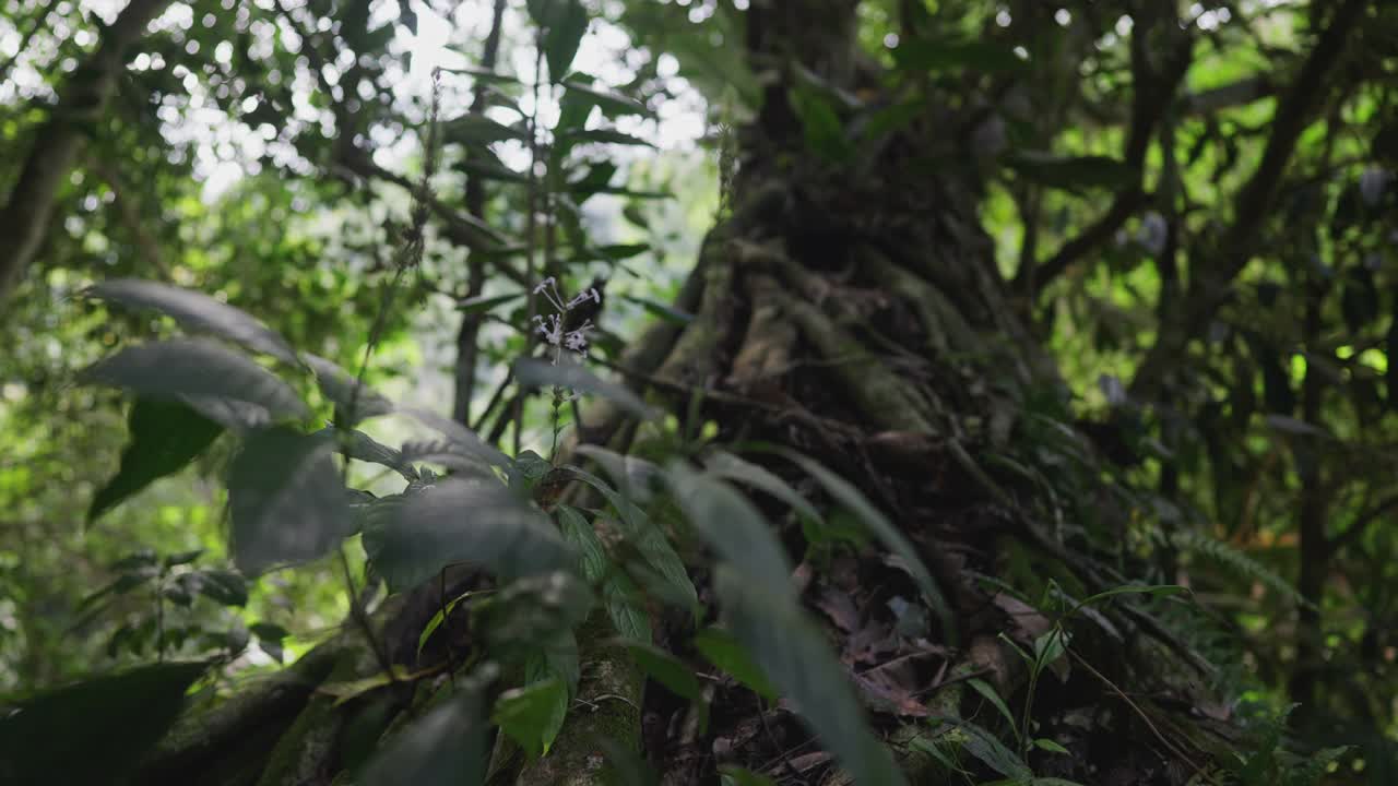 在热带雨林中，苔藓覆盖榕树根部的低角度镜头视频素材