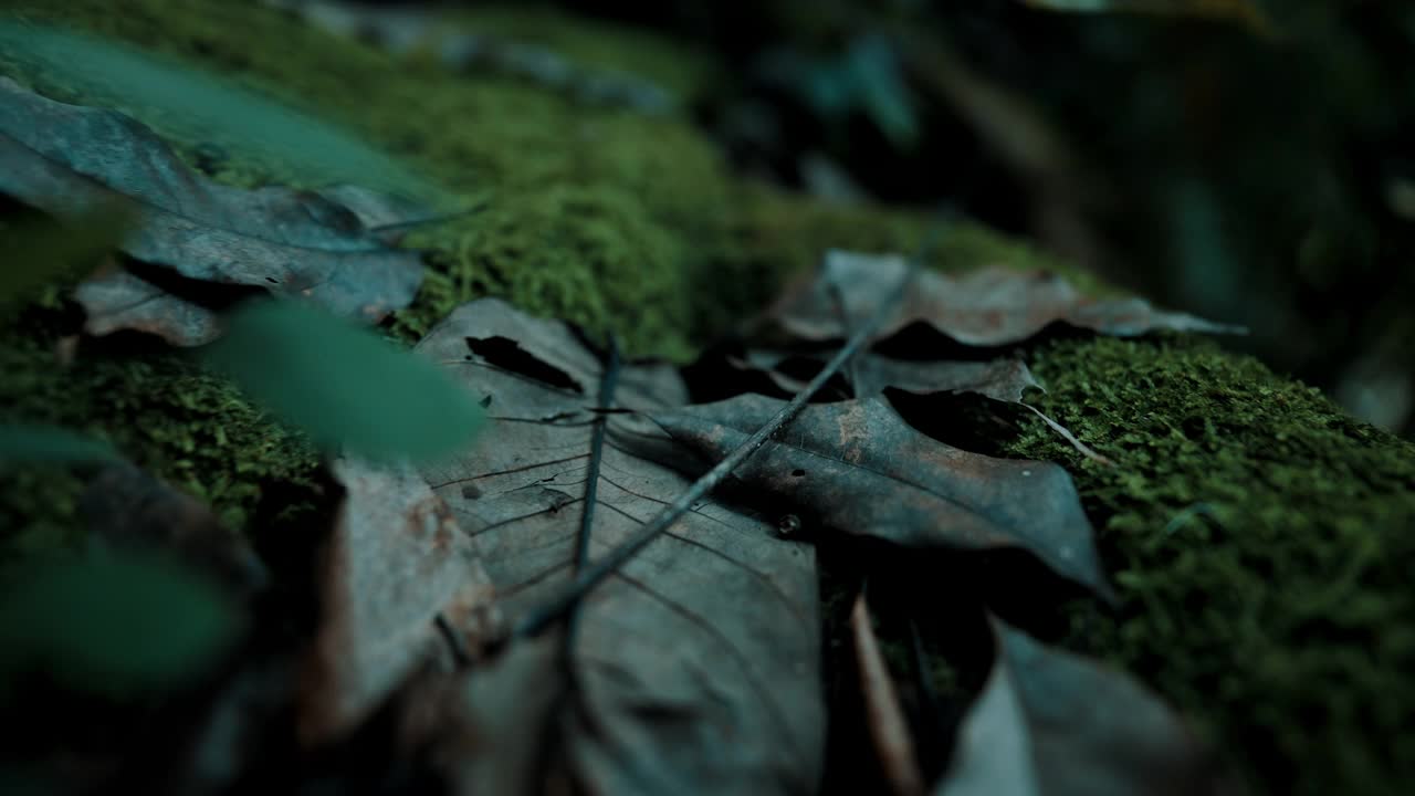 在热带雨林中，苔藓覆盖榕树根部的低角度镜头视频素材