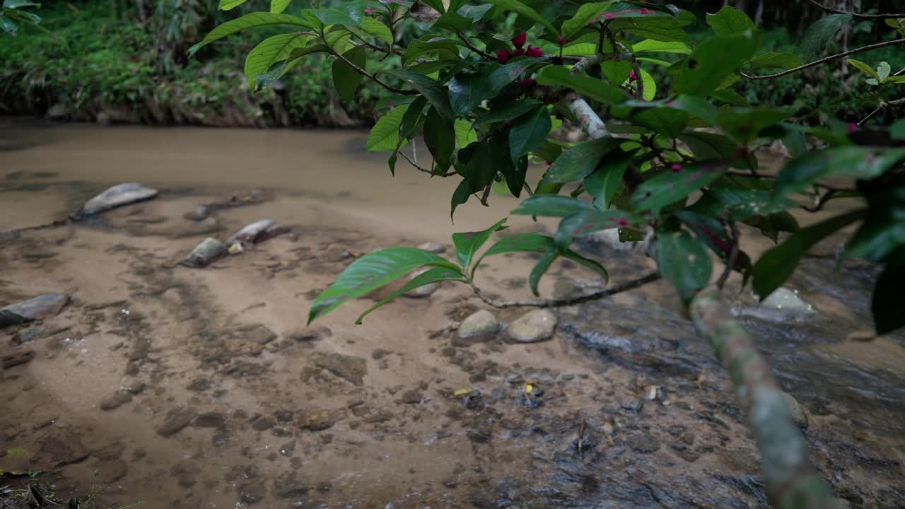 雨季的小瀑布和小溪雨林景观视频素材