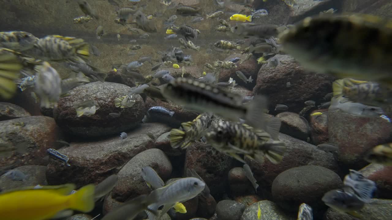 淡水河鱼视频素材