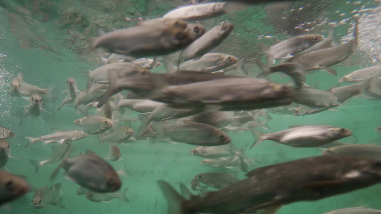 一群觅食鱼在水下游动视频素材