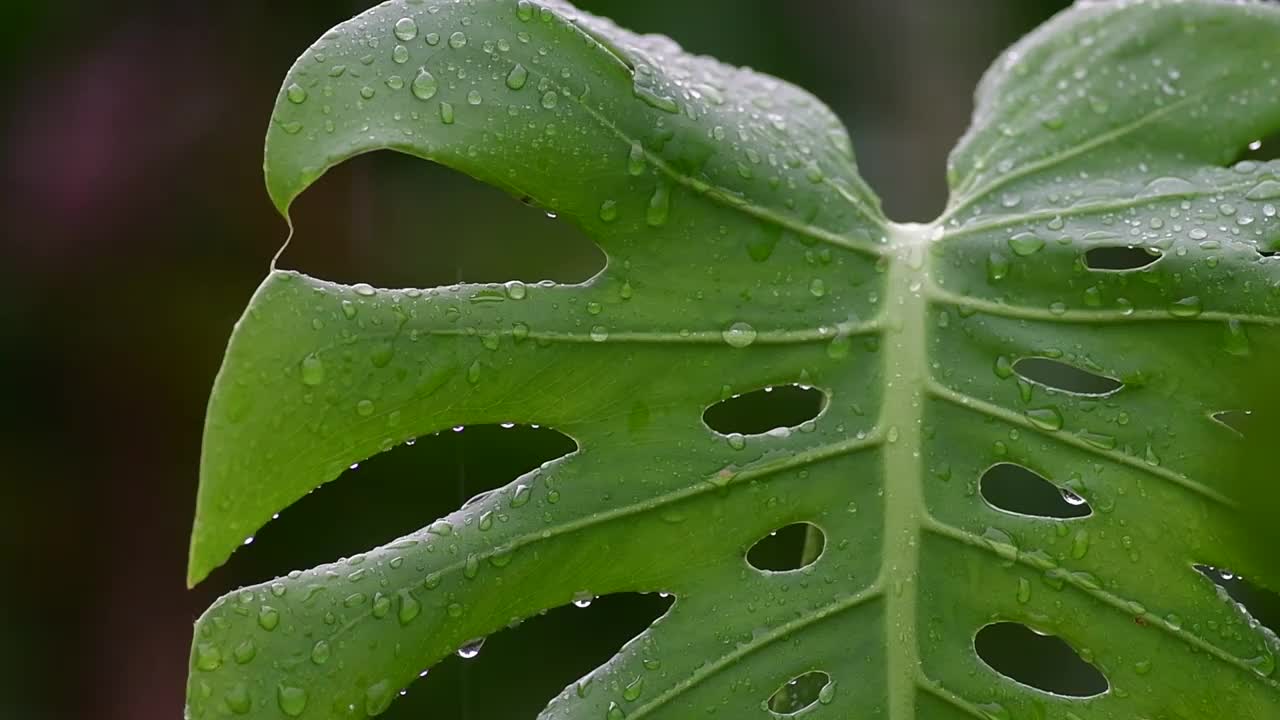 雨滴落在热带树叶上视频素材