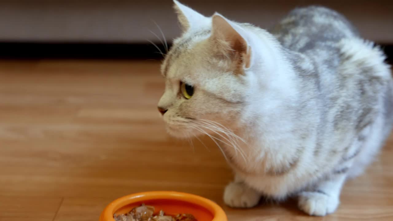 猫从橙色的碗里吃宠物食物。视频素材