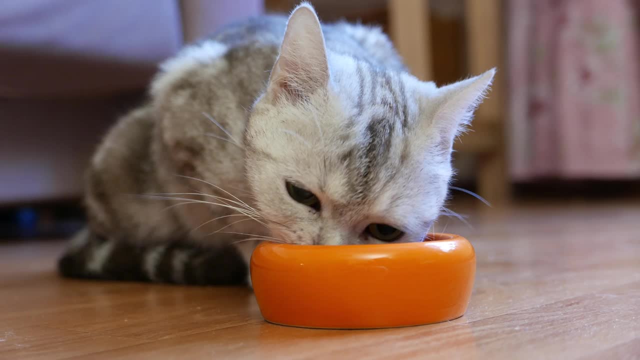 猫从橙色的碗里吃宠物食物。视频素材