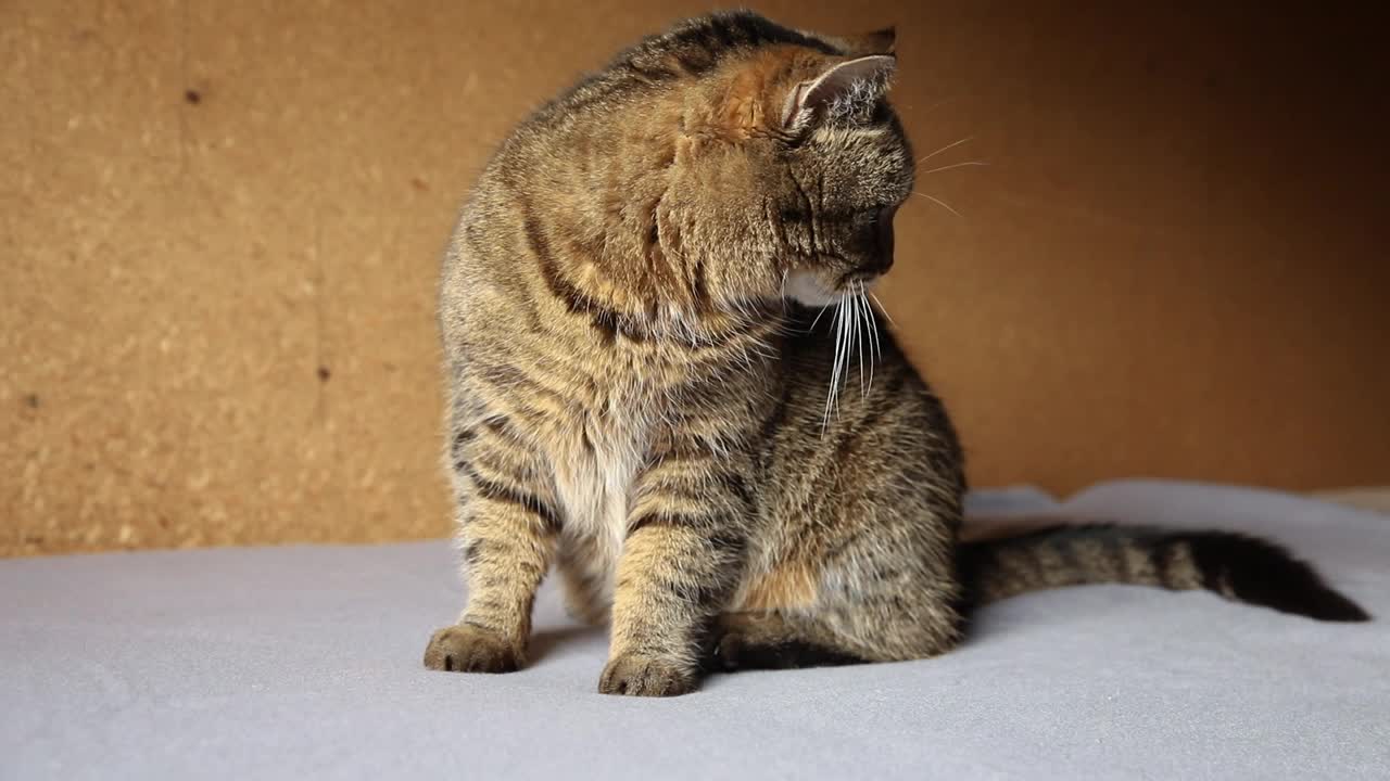 有趣的肖像傲慢的短毛国内虎斑猫摆姿势在深棕色的背景。小猫在家室内玩耍休息。宠物护理和动物生活理念视频素材