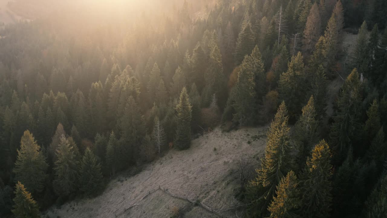 秋季在山区针叶林和落叶林。无人机的观点。视频素材